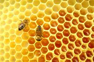 Source: abeilles.apiculture.free.fr